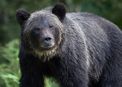 Canadian Grizzlies-178.jpg