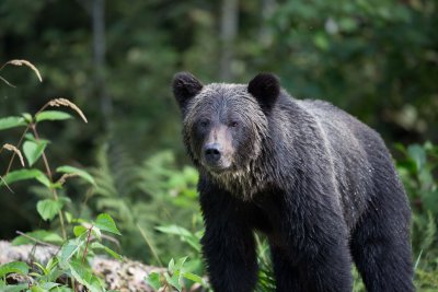 Canadian Grizzlies-179.jpg