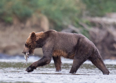 Canadian Grizzlies-183.jpg