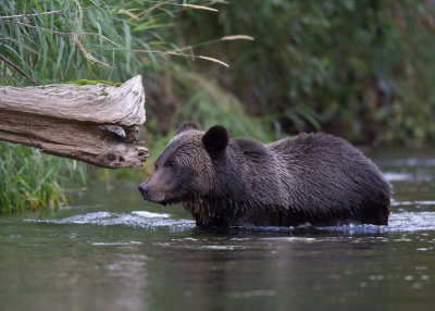 Canadian Grizzlies-194.jpg