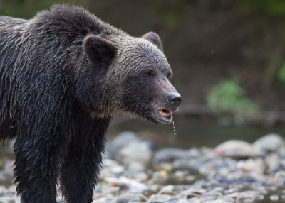 Canadian Grizzlies-201.jpg