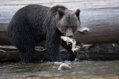 Canadian Grizzlies-208.jpg