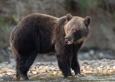 Canadian Grizzlies-219.jpg