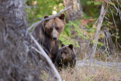 Canadian Grizzlies-228.jpg