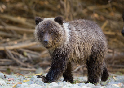 Canadian Grizzlies-242.jpg