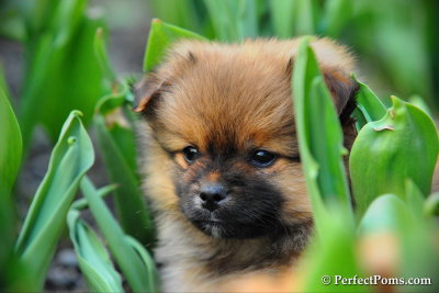 Female Pomeranian Chihuahua puppy