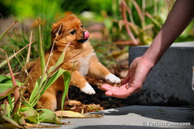 Pomeranian Chihuahua male Boots