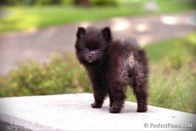 Tiny teacup black male pure Pomeranian