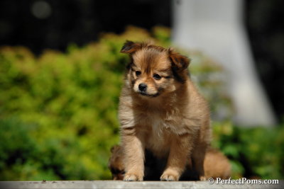 Photos of the pomchi girls when young