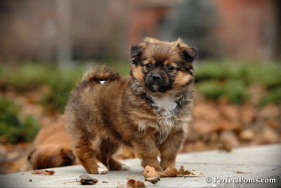 Pomachi female Boo $600