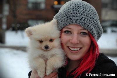 Teacup Pomeranian male Ivory