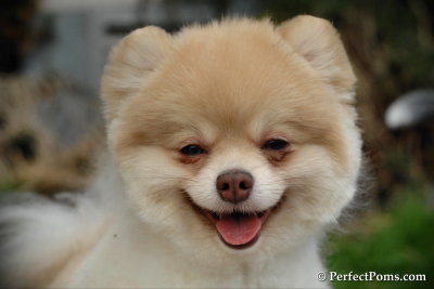 Boo look-alike Pomeranian Tommy $900