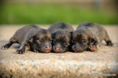 June 1c/14   (One day old Pomeranian pups)