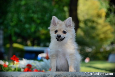 Pomeranian Chihuahua male Adonis $500