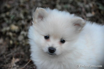 White Pomeranian boy Blizzard $900