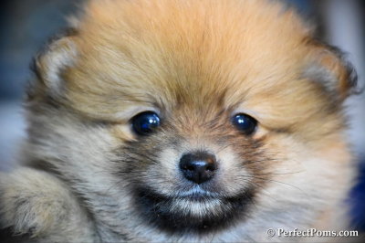 Bear - Fluffy pure Pomeranian boy