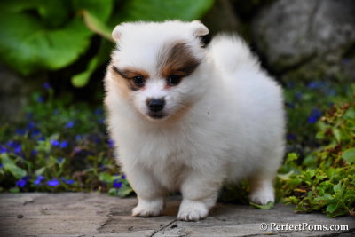 Male Pomeranian Chihuahua Carl $1,300