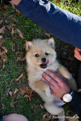 Blonde Pomachi Puff