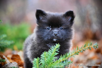 Teacup black female Pomeranian