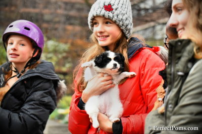 Black and white female Pomeranian Oreo $900