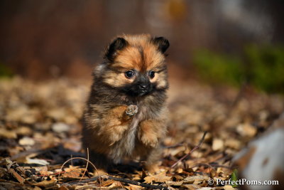 Tiny Teacup Pomeranian girl Teenie