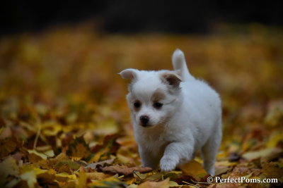 White Female Pomeranian Chihuahua puppy Peaches