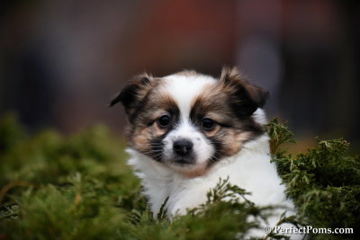 Female Pomeranian Chihuahua puppy - Sherry