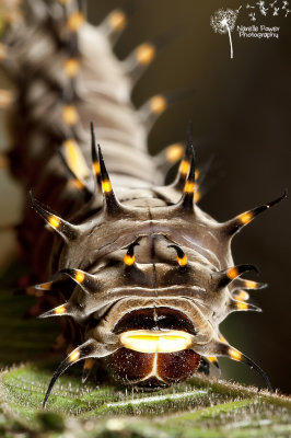 Richmond birdwing caterpillar, Ornithoptera richmondia