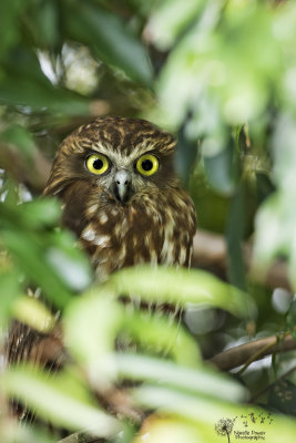 Southern Boobook owl