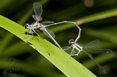 Austroargiolestes icteromelas