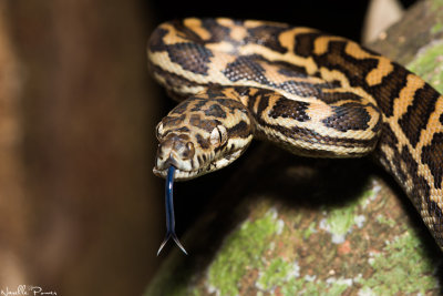 Carpet python