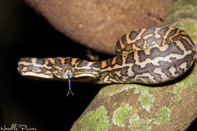 Carpet python