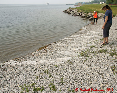 Shoreline Shuffle 02554 copy.jpg