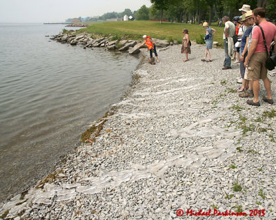 Shoreline Shuffle 02557 copy.jpg