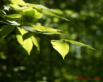 Leaf Peeping 01710 copy.jpg