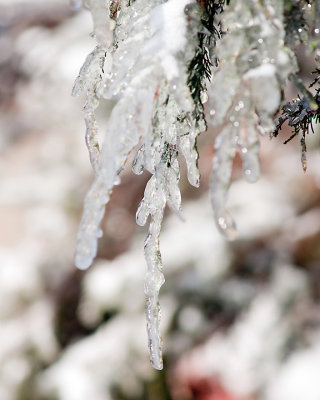 Ice Is Nice 07692 copy.jpg