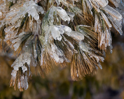 Ice Is Nice 07709 copy.jpg