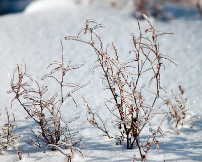 Ice Is Nice 07718 copy.jpg
