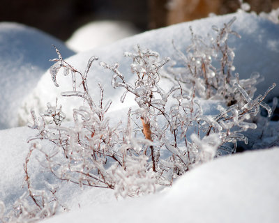 Ice Is Nice 07719 copy.jpg