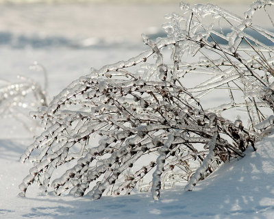 Ice Is Nice 07735 copy.jpg