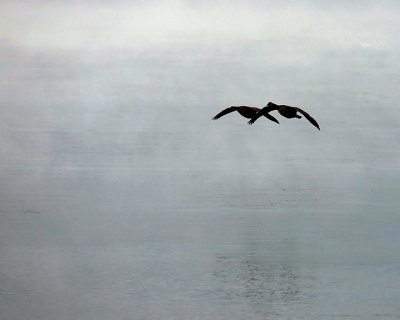 Canada Geese 07760 copy.jpg