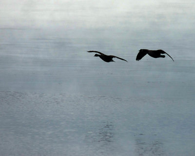 Canada Geese 07761 copy.jpg