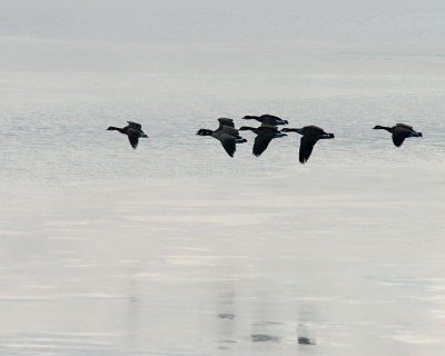 Canada Geese 07769 copy.jpg