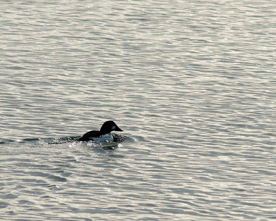 Goldeneye 07777 copy.jpg