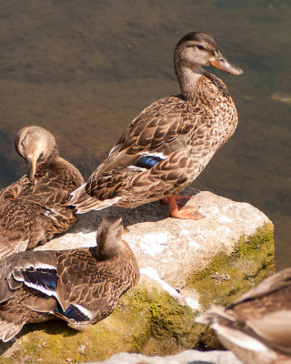 Mallards 04539 copy.jpg