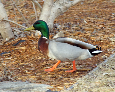 Mallards 00049 copy.jpg