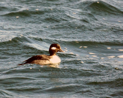 Bufflehead 00896 copy.jpg