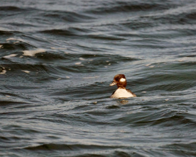 Bufflehead 00901 copy.jpg