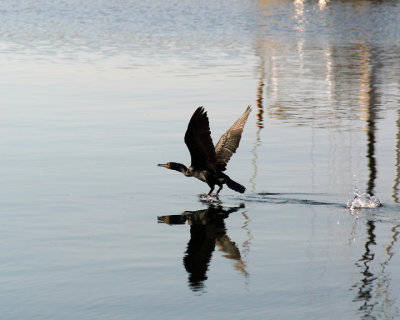 Cormorants 03109 copy.jpg