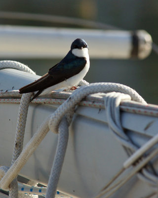 Swallow 03093 copy.jpg